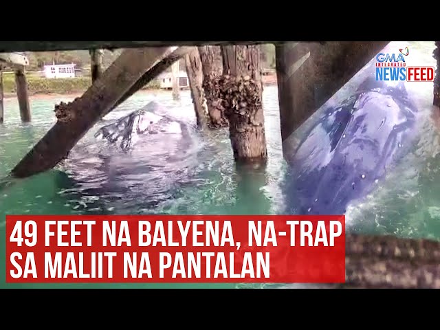 49 feet na balyena, na-trap sa maliit na pantalan | GMA Integrated Newsfeed