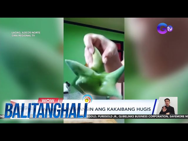 Papaya, agaw-pansin ang kakaibang hugis | Balitanghali