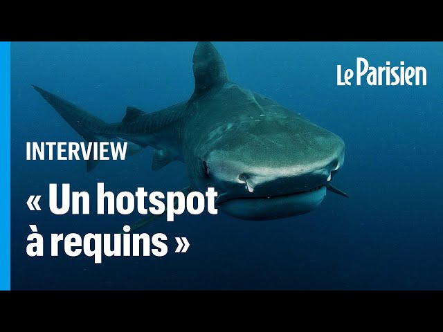 ⁣La touriste tuée par un requin au large des Canaries naviguait « sur un corridor à requins »