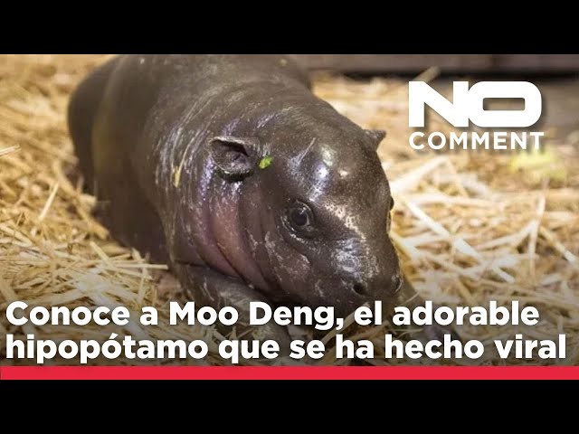 ⁣NO COMMENT: Patentan la imagen de Moo Deng, el adorable hipopótamo que se ha hecho viral