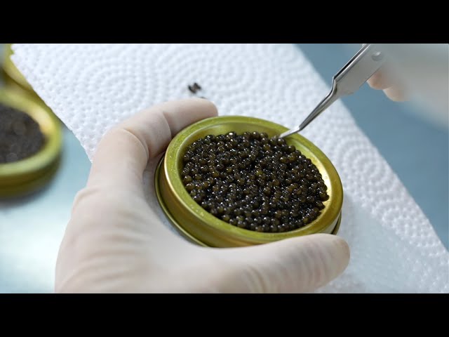 ⁣Caviar packaging: From harvesting to high table