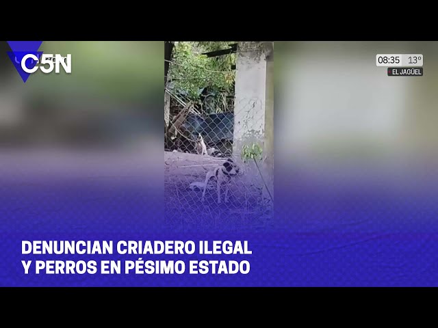 DENUNCIAN un CRIADERO ILEGAL y PERROS en PÉSIMO ESTADO