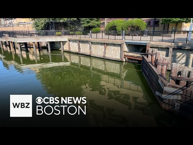 Portion of Charles River looks green from cyanobacterial bloom