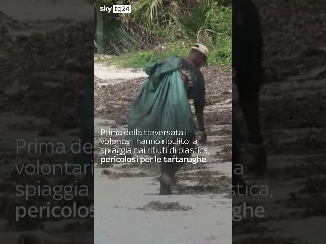 ⁣Kenya, cuccioli di tartaruga raggiungono l’oceano