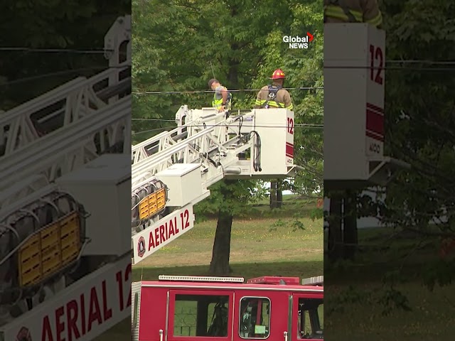 Black bear in tree has rough landing after being tranquilized at Halifax-area park