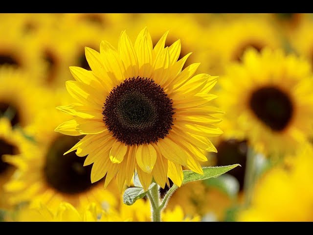 ⁣21 de setiembre: ¿Cuál es el precio de los girasoles en el Mercado de Flores?