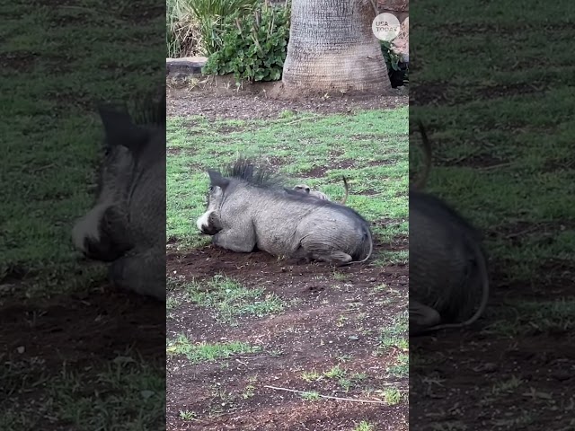 ⁣This warthog and meerkat are the real life Timon and Pumbaa #Shorts