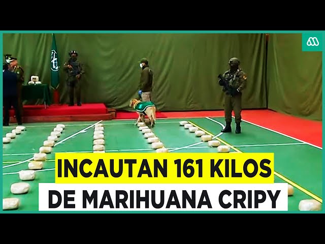 ⁣Colombiano detenido en histórica incautación de droga: Confiscan 161 kilos de marihuana