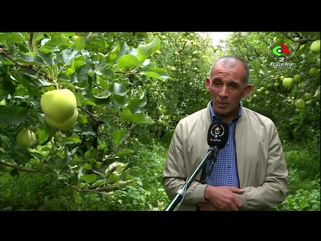 Développement remarquable de la culture de la pomme