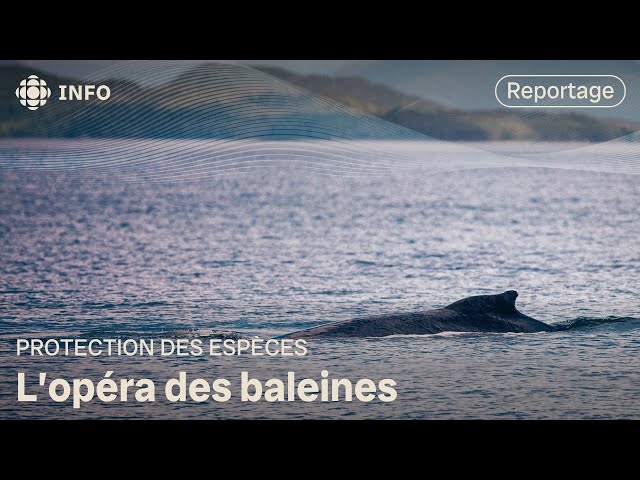 ⁣Décoder le langage des baleines