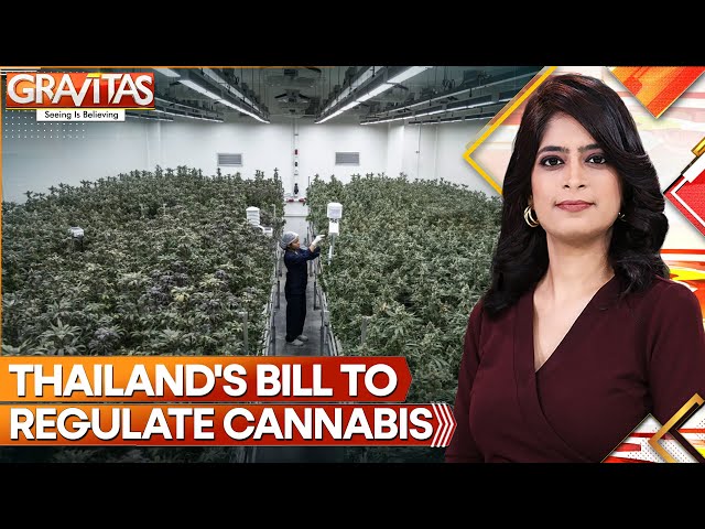 Thailand: Green Light For Medical Marijuana In Thai Legislative Overhaul | Gravitas | World News