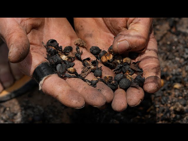 Brazil, Vietnam droughts threatening supply of coffee beans