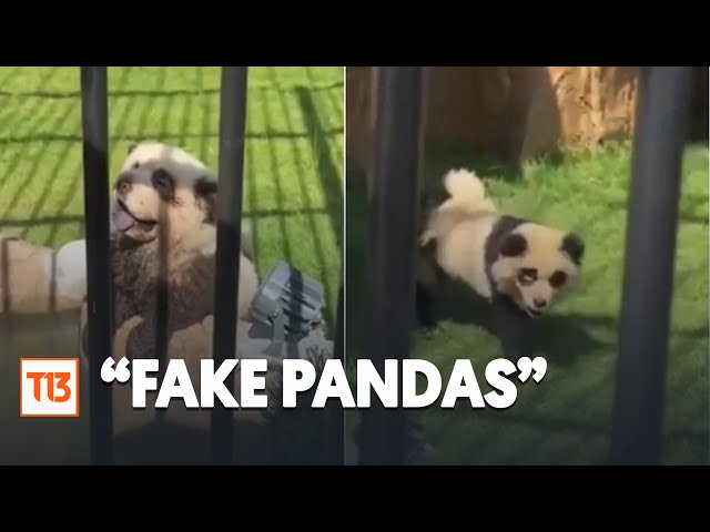 ⁣"Fake pandas": Zoológico chino reconoce que sus pandas son perros pintados