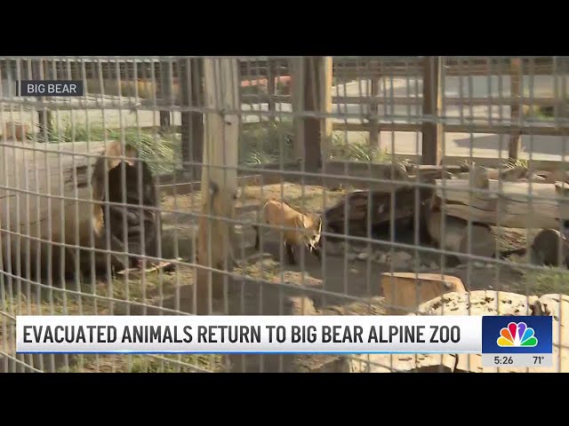 ⁣Big Bear Zoo animals return home after evacuation