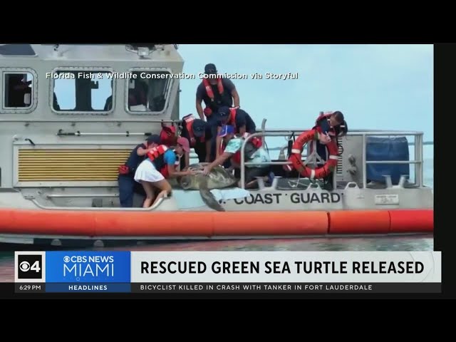 Rescued green sea turtle released after treated by South Florida vets