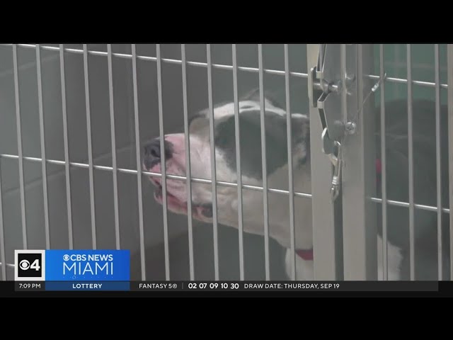 Broward County Animal Care warns about pet scam callers