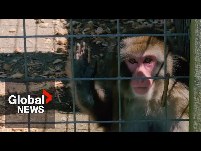 ⁣Animal activists call for rescue of 'Boogie the Monkey' from Ontario zoo