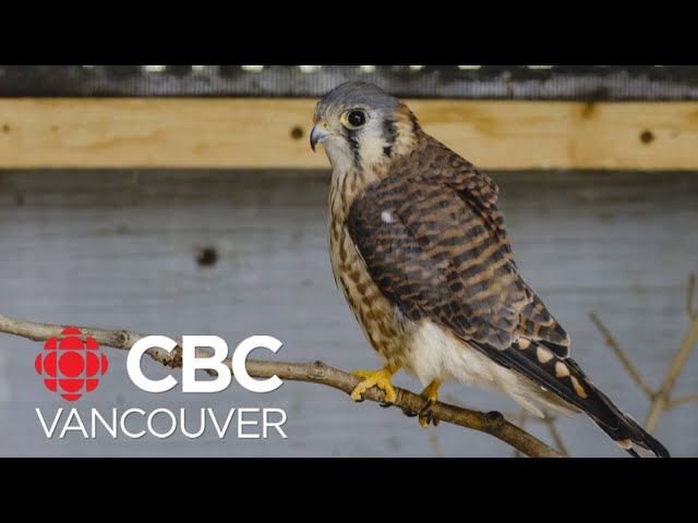 Kestrel who survived wildfire released back into the wild