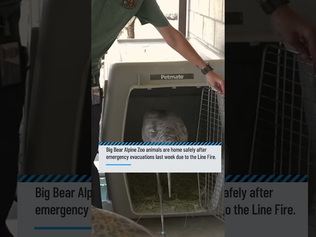 ⁣Big Bear zoo animals return home after evacuation