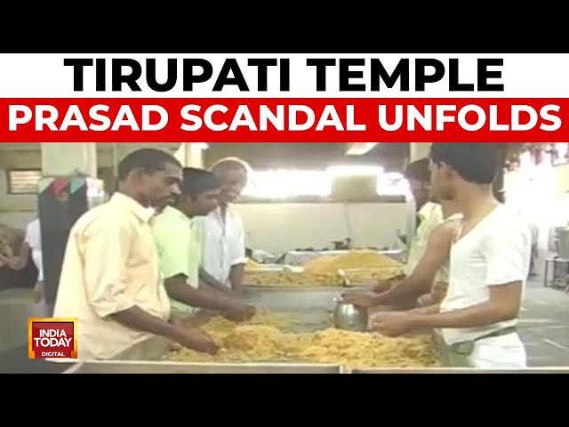 Tirupati Temple Prasad Scandal: Beef Fat, Pig Fat and Fish Oil Found in Ghee