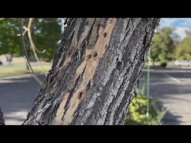 ⁣Emerald Ash Borers have been spotted in Lakewood