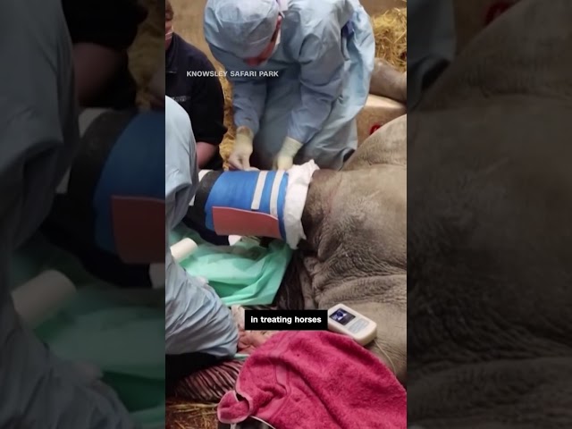 ⁣Medical team used horse knowledge to perform surgery on a Rhino