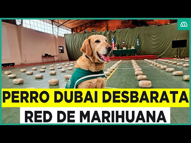 ⁣Descubrió 150 paquetes: Perro Dubai desbarató red de marihuana con su preciso olfato