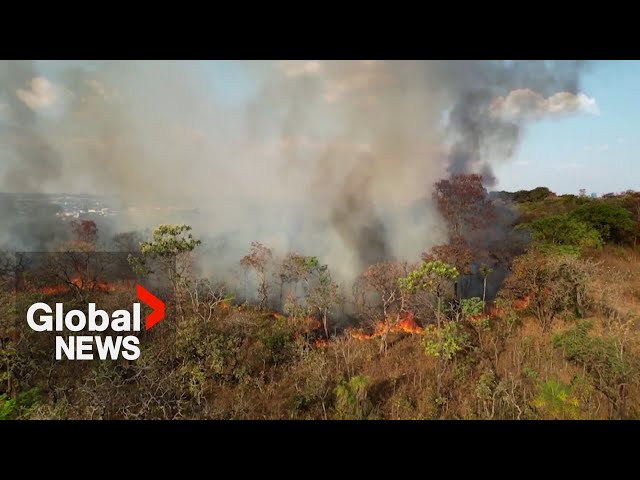 ⁣Brazil faces worst recorded drought and wildfires, threatening wildlife and energy supply