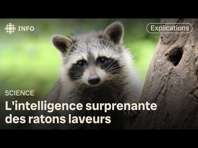 Le raton laveur, un expert en résolution de problème