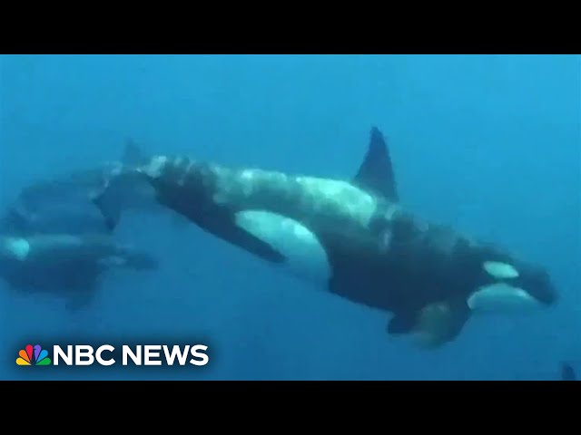 Why are killer whale attacks on the rise? Scientists set sail to find out