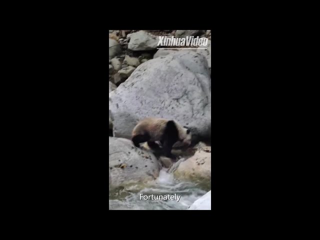 ⁣Close call: Giant panda has slippery adventure