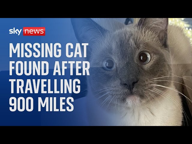 Lost pet travels 900 miles from Yellowstone to California