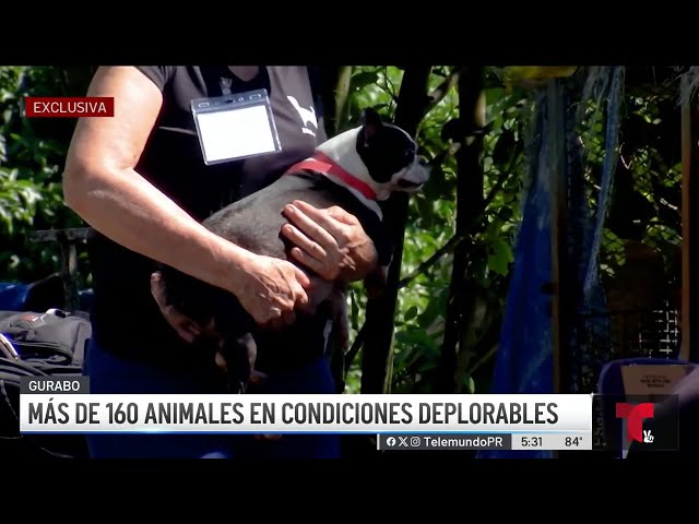 ⁣Encuentran más de 160 animalitos en pésimas condiciones en Gurabo