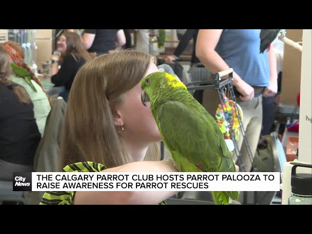 The Calgary Parrot Club hosts Parrot Palooza to raise awareness for parrot rescues