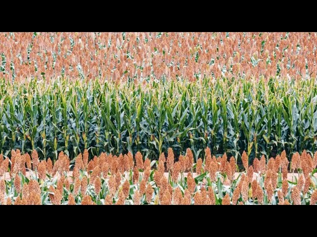 Live: Celebrating harvest and culture with intangible heritage & food security insights