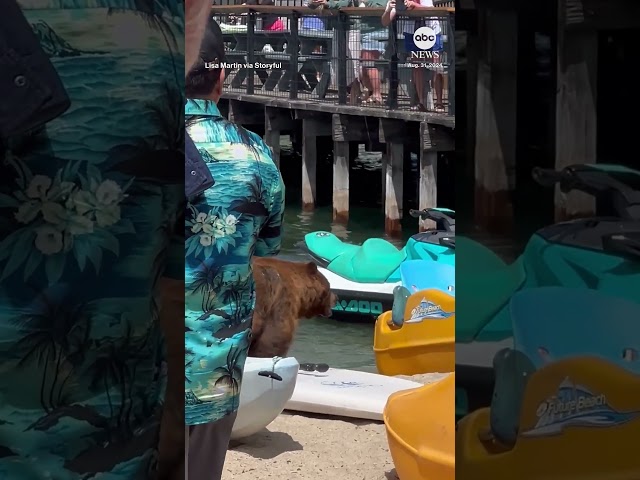 Bear goes for a swim at busy beach