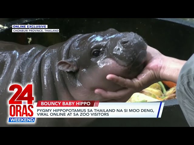 ⁣ONLINE EXCLUSIVE: Pygmy Hippopotamus sa Thailand na si Moo Deng, viral online... | 24 Oras Weekend