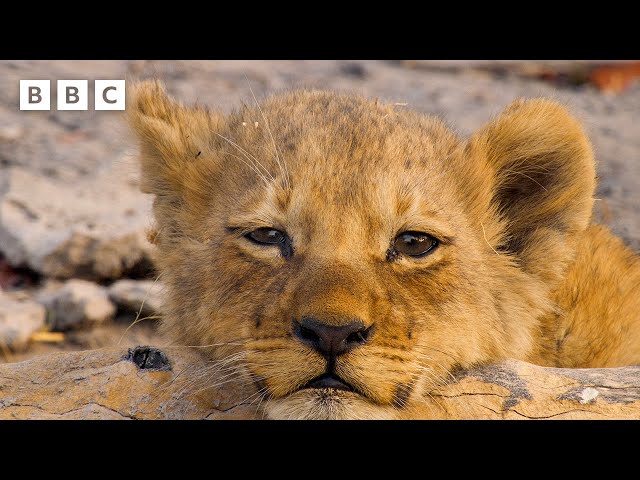 ⁣Baby lion accidentally left stranded  - BBC