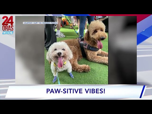 ⁣Poodle get-together event, pawsitive vibes ang hatid