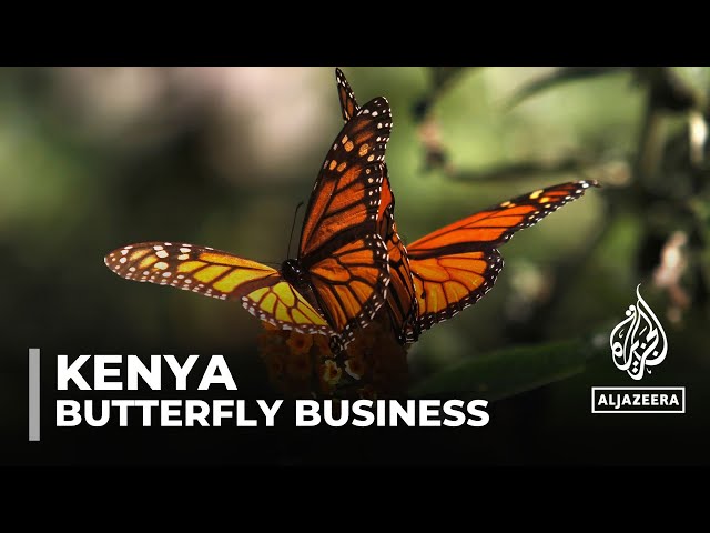 ⁣Butterfly business takes off: Kenyan farmers say the sector lacks good management