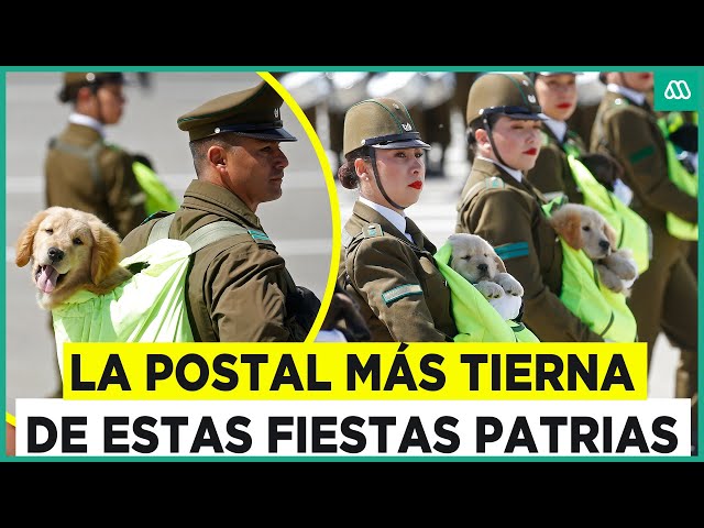 Las superestrellas de la Parada Militar 2024: Los 16 nuevos cachorros de Carabineros