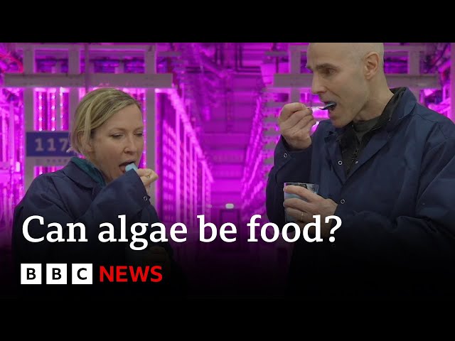 ⁣WEEKEND Iceland's vertical farm turning algae into food | BBC News