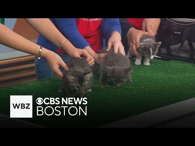 The "College Kittens" are up for adoption