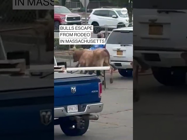 ⁣Bulls escape from rodeo in Massachusetts