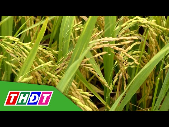 ⁣Quản lý bệnh lem lép hạt lúa | Syngenta Thông tin nông nghiệp - 22/9/2024 | THDT