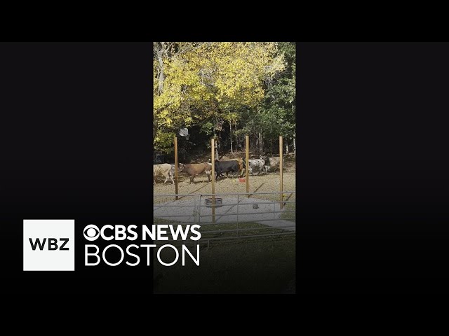 ⁣Bulls corralled after escaping from North Attleboro rodeo