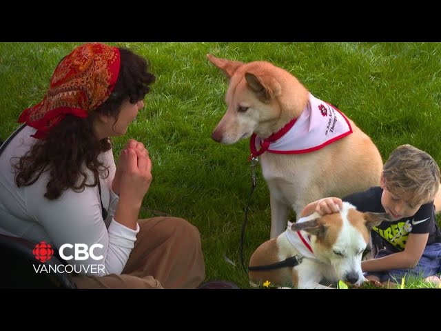 ⁣Vancouver kids read and snuggle with dogs at unique ‘canine library’