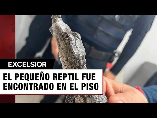 Personal del Metro rescata a cocodrilo bebé en la estación Río de los Remedios de la Línea B