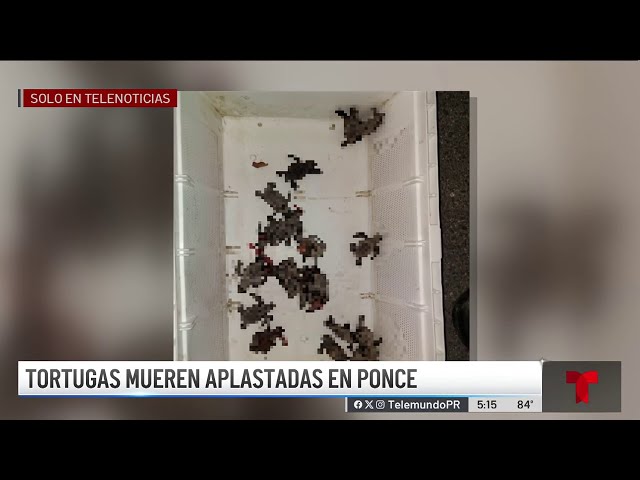 ⁣Neonatos de tortugas mueren aplastados en Ponce