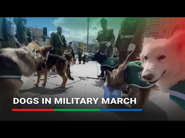 ⁣Dogs march alongside soldiers in Chile’s military parade | ABS-CBN News